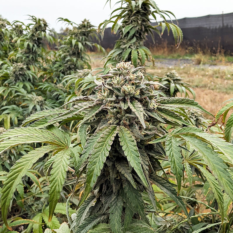 High Tech Cannabis Farms in Oregon