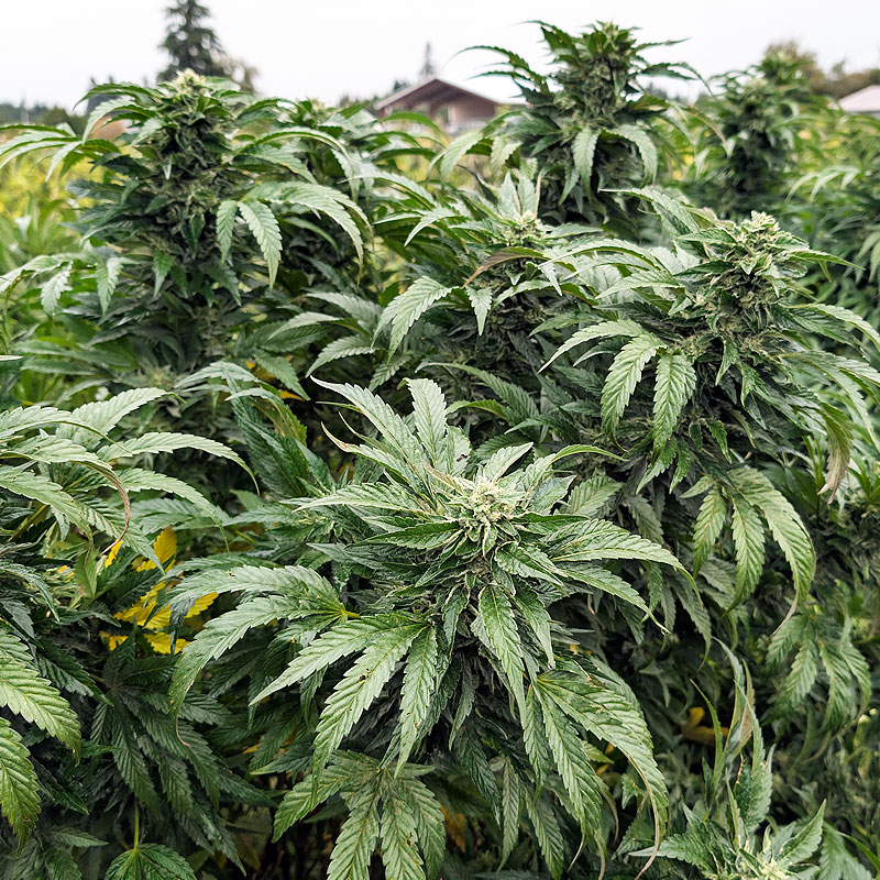 High Tech Cannabis Farms in Oregon