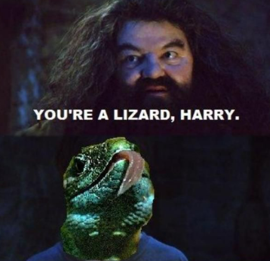 You're a lizard Harry!