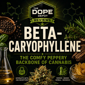 Beta-caryophyllene on Meet the Terpenes