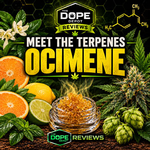 Meet the Terpenes: Ocimene